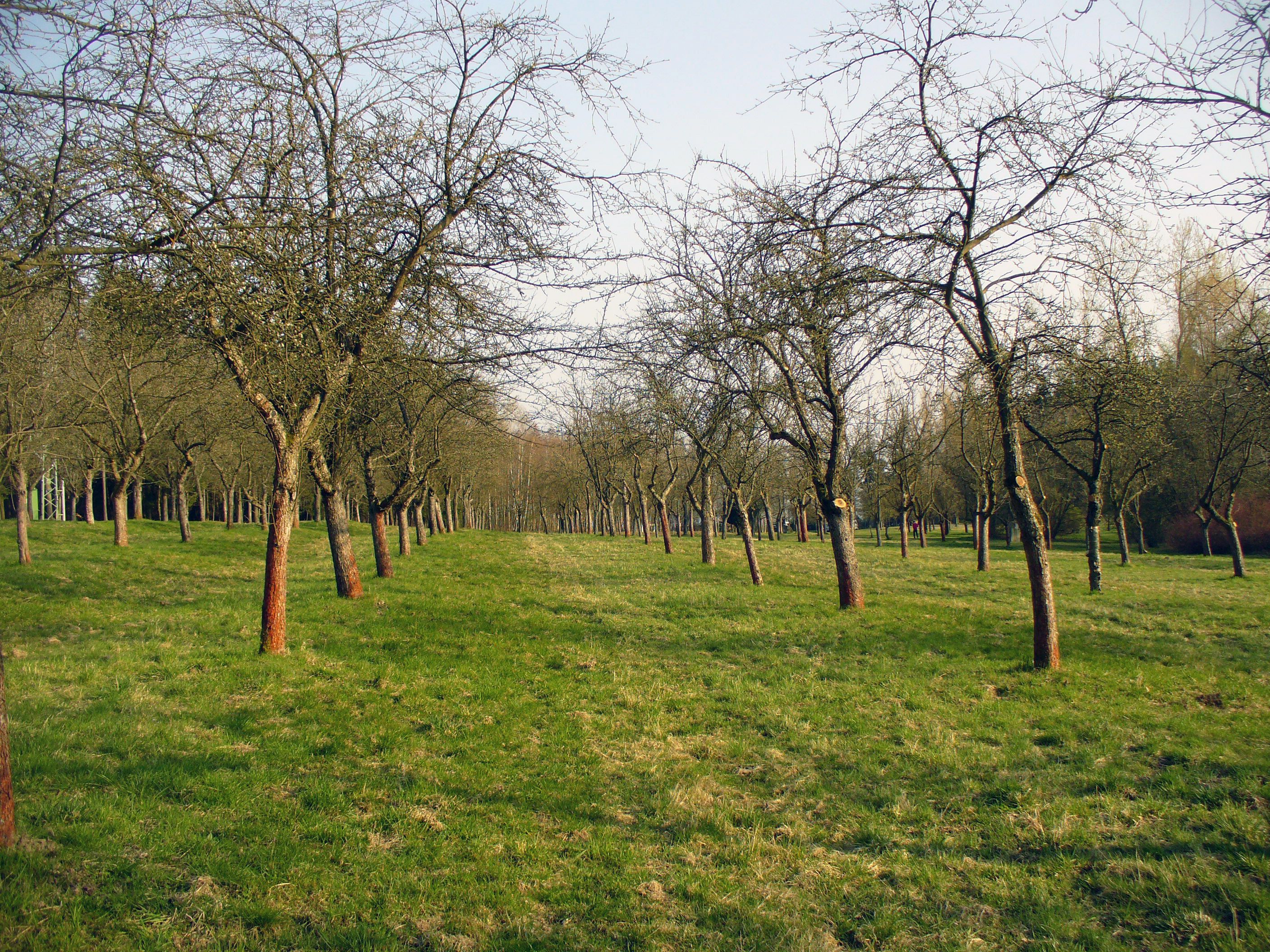 Chestnut Orchard in America