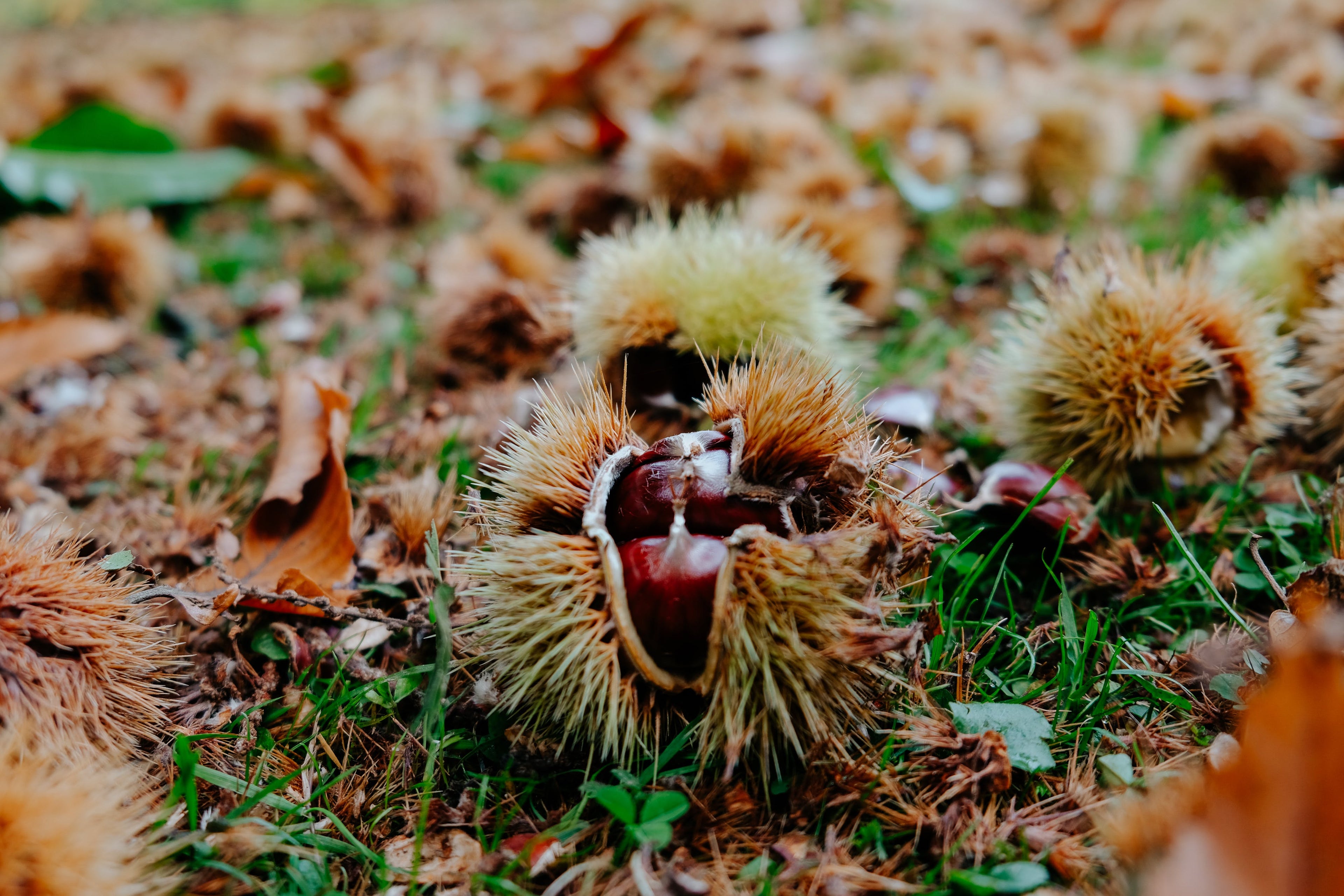 American Chestnuts for Sale 